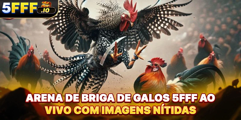 Arena de briga de galos 5FFF ao vivo com imagens nítidas