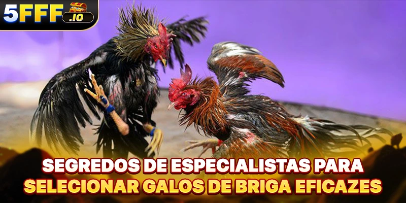 Segredos de especialistas para selecionar galos de briga eficazes
