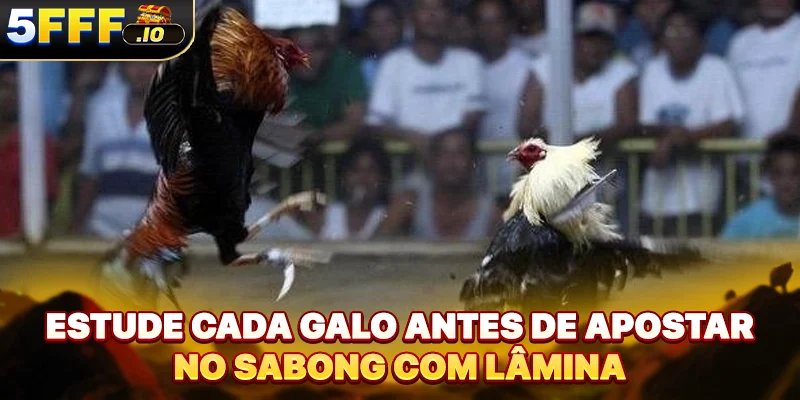 Estude cada galo antes de apostar no sabong com lâmina