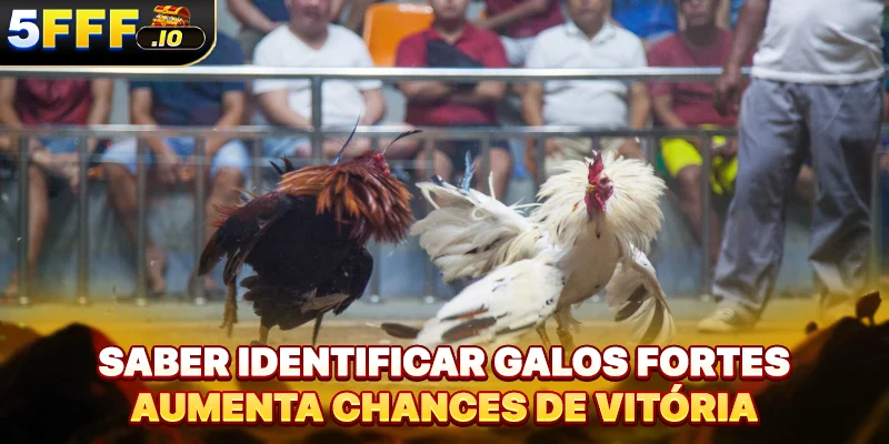 Saber identificar galos fortes aumenta chances de vitória